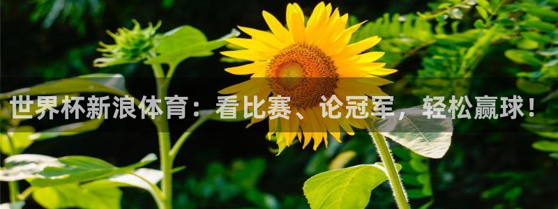 2026年世界杯赛程表时间:世界杯新浪体育:看比赛、论冠军,轻松赢球!